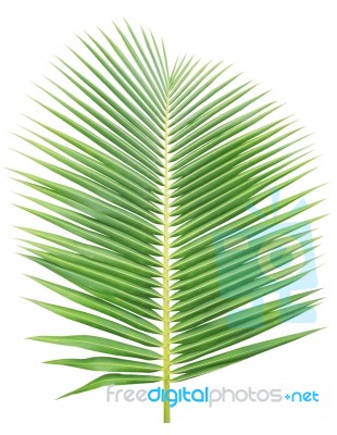 Coconut Leaf Isolated On White Background Stock Photo