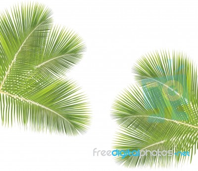 Coconut Leaf Isolated On White Background Stock Photo