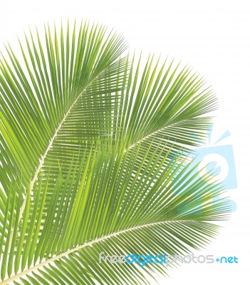 Coconut Leaf Isolated On White Background Stock Photo