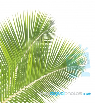 Coconut Leaf Isolated On White Background Stock Photo