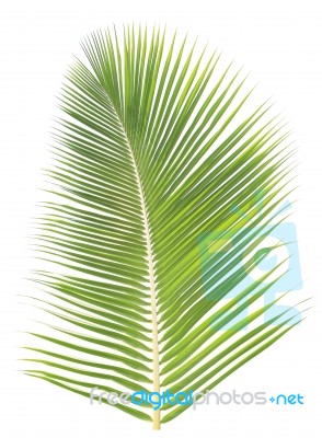 Coconut Leaf Isolated On White Background Stock Photo