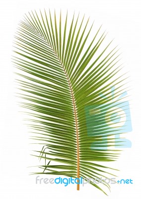 Coconut Leaf Isolated On White Background Stock Photo