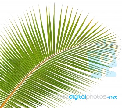 Coconut Leaf Isolated On White Background Stock Photo