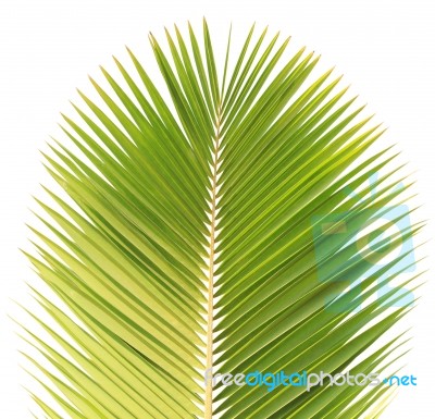 Coconut Leaf Isolated On White Background Stock Photo