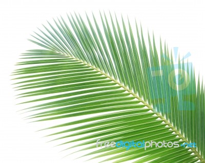 Coconut Leaf Isolated On White Background Stock Photo