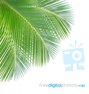 Coconut Leaf Isolated On White Background Stock Photo