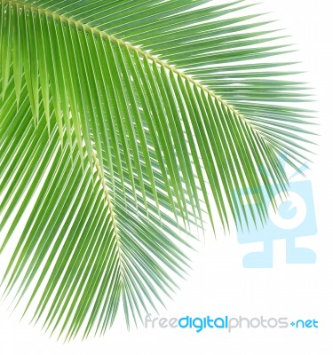 Coconut Leaf Isolated On White Background Stock Photo