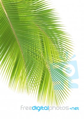 Coconut Leaf Isolated On White Background Stock Photo