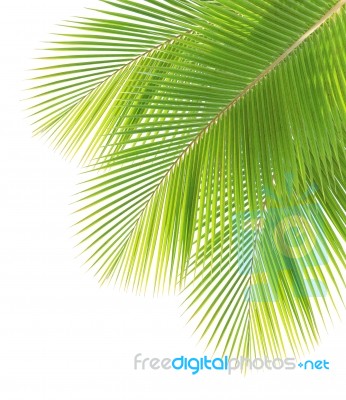 Coconut Leaf Isolated On White Background Stock Photo