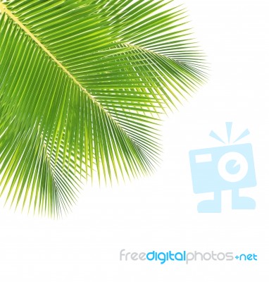 Coconut Leaf Isolated On White Background Stock Photo