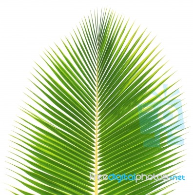 Coconut Leaf Isolated On White Background Stock Photo