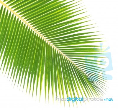 Coconut Leaf Isolated On White Background Stock Photo