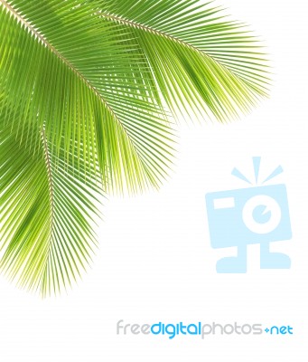 Coconut Leaf Isolated On White Background Stock Photo