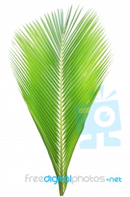 Coconut Leaf Isolated On White Background Stock Photo