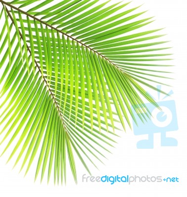 Coconut Leaf Isolated On White Background Stock Photo