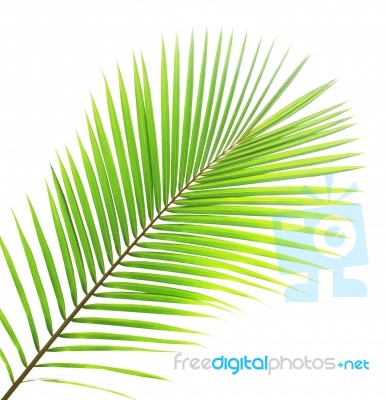 Coconut Leaf Isolated On White Background Stock Photo