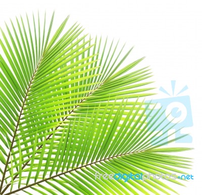 Coconut Leaf Isolated On White Background Stock Photo