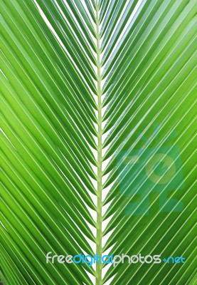 Coconut Leaf Isolated On White Background Stock Photo