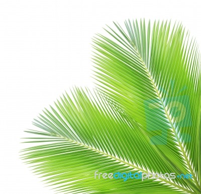 Coconut Leaf Isolated On White Background Stock Photo