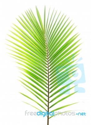 Coconut Leaf Isolated On White Background Stock Photo