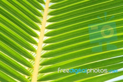 Coconut Leaf Isolated White Background Stock Photo