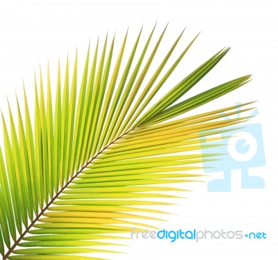 Coconut Leaf Isolated White Background Stock Photo