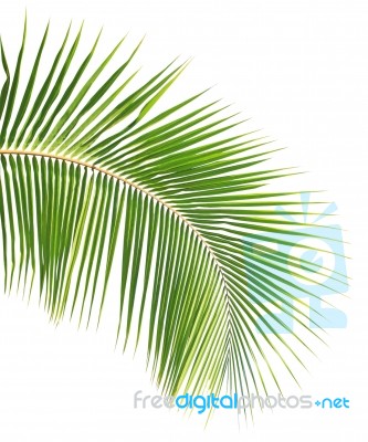 Coconut Leaf Isolated White Background Stock Photo