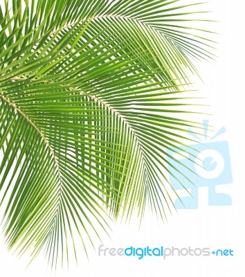 Coconut Leaf Isolated White Background Stock Photo