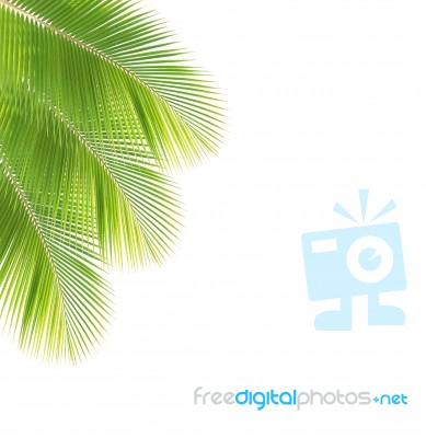 Coconut Leaf Isolated White Background Stock Photo