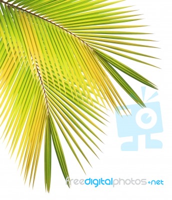 Coconut Leaf Isolated White Background Stock Photo