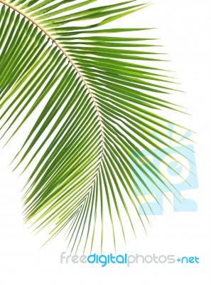 Coconut Leaf Isolated White Background Stock Photo