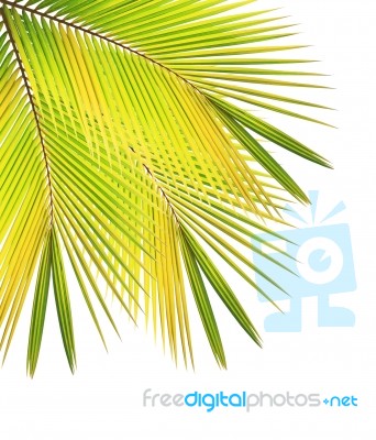 Coconut Leaf Isolated White Background Stock Photo