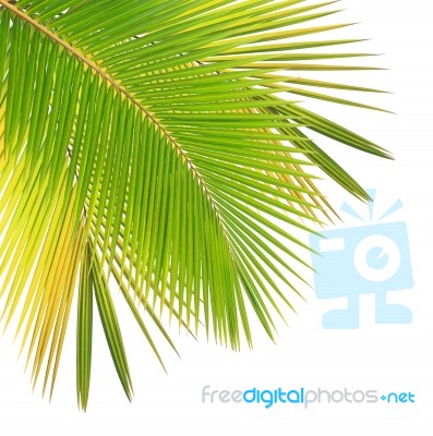 Coconut Leaf Isolated White Background Stock Photo