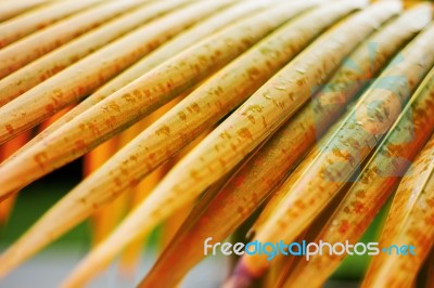 Coconut Leaf Of Coloring Stock Photo