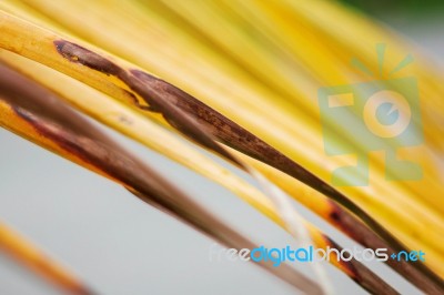 Coconut Leaves Are Drying With Background Stock Photo