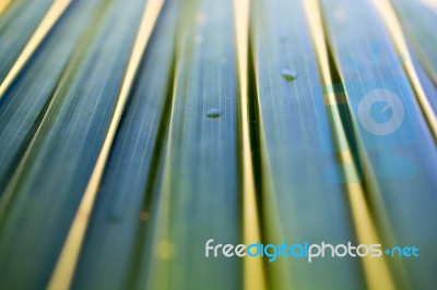 Coconut Leaves Beautiful Green Stock Photo