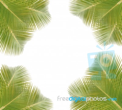 Coconut Leaves Frame  Isolated On White Background Stock Photo