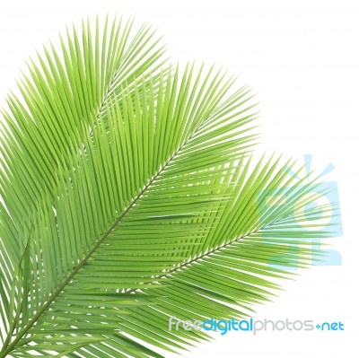 Coconut Leaves Isolated On White Background Stock Photo