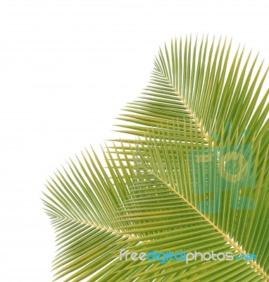 Coconut Leaves Isolated On White Background Stock Photo