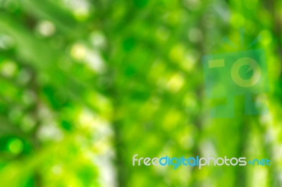 Coconut Leaves With Blurred Stock Photo