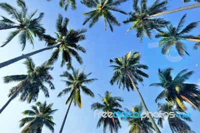 Coconut Palm Stock Photo