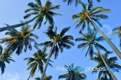 Coconut Palm Stock Photo