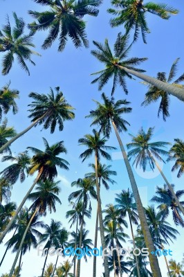 Coconut Palm Stock Photo