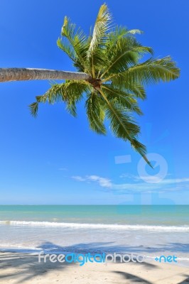 Coconut Palm Stock Photo