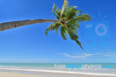 Coconut Palm Stock Photo