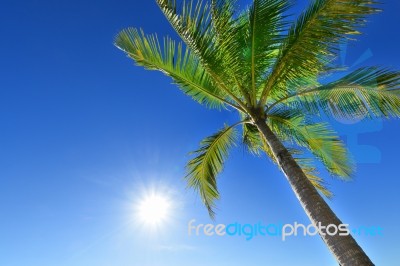 Coconut Palm Stock Photo