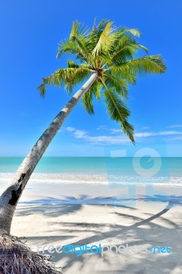 Coconut Palm Stock Photo