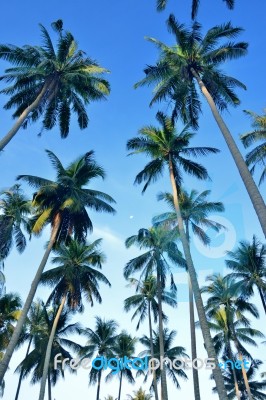 Coconut Palm Stock Photo