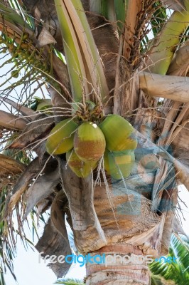 Coconut Palm (cocos Nucifera) Tree In Lanzarote Canary Islands S… Stock Photo