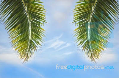 Coconut Palm Leaves On Cloud Background Stock Photo